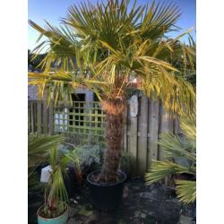 Trachycarpus Fortunei 260cm stam 140cm. Winterharde palmboom