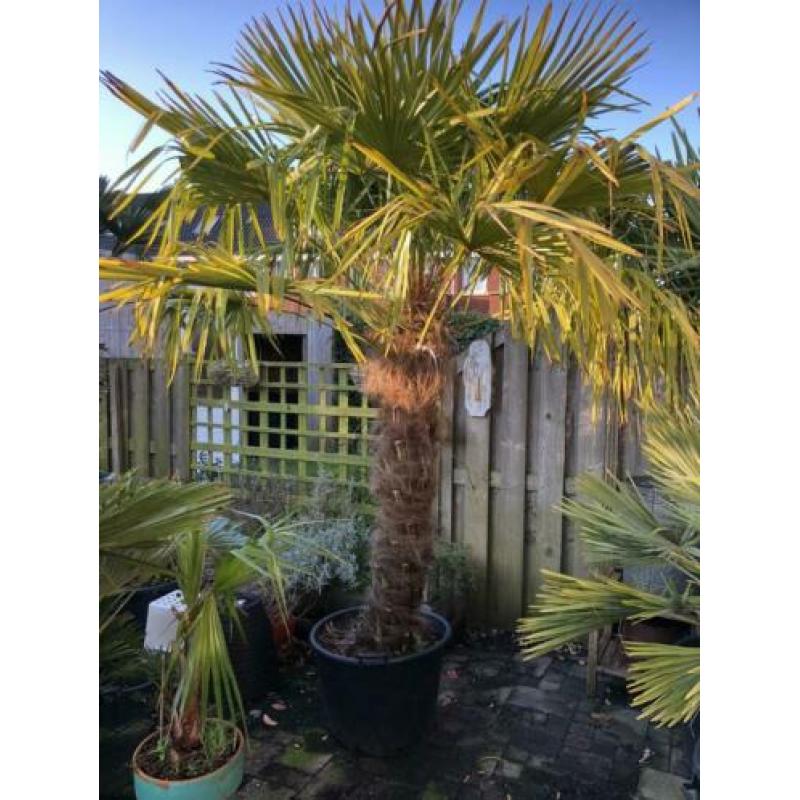 Trachycarpus Fortunei 260cm stam 140cm. Winterharde palmboom