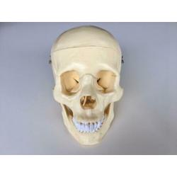 Schedel anatomie