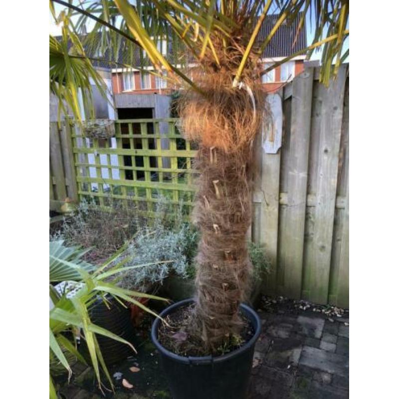 Trachycarpus Fortunei 260cm stam 140cm. Winterharde palmboom