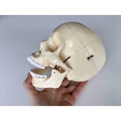 Schedel anatomie