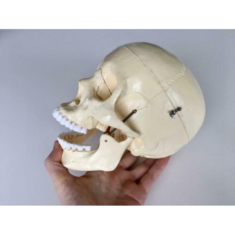 Schedel anatomie