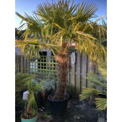 Trachycarpus Fortunei 260cm stam 140cm. Winterharde palmboom