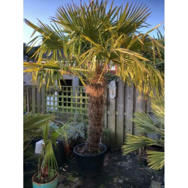 Trachycarpus Fortunei 260cm stam 140cm. Winterharde palmboom