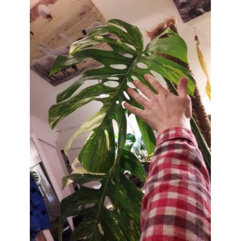 Grote monstera variegata 2 bladeren kopstek