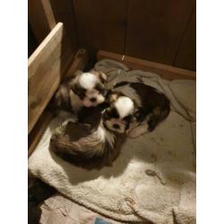 Shih shuh pups