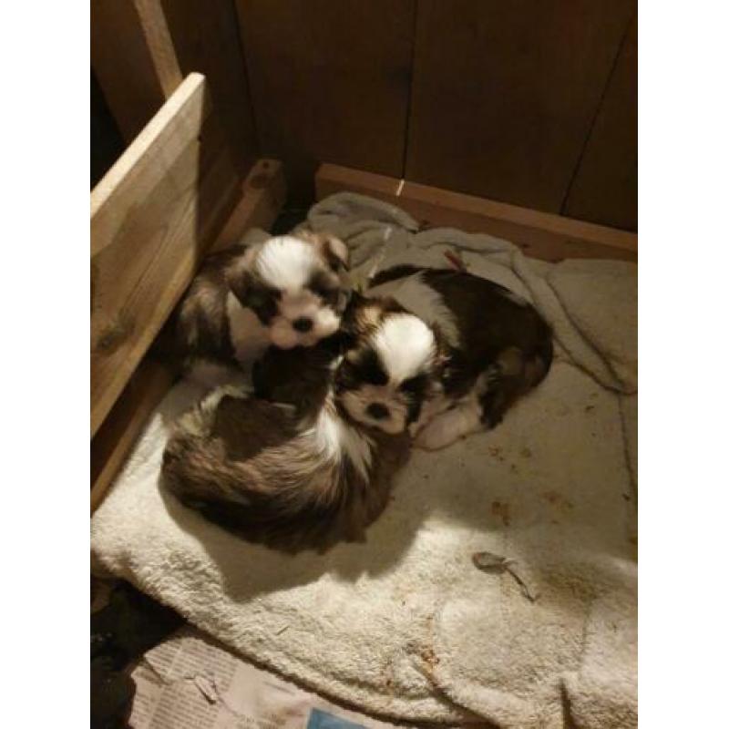 Shih shuh pups