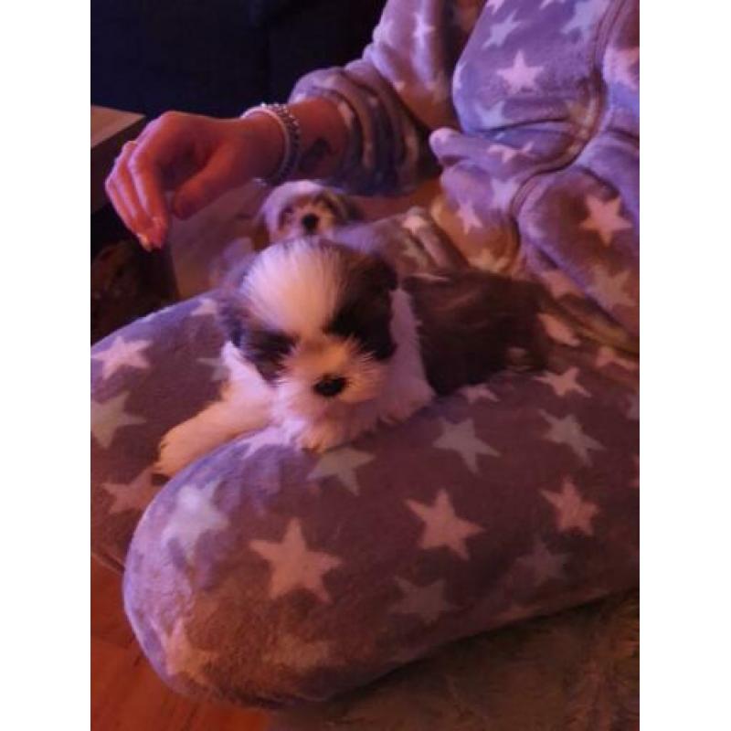 Shih shuh pups