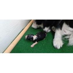 Verwacht Border Collie pups