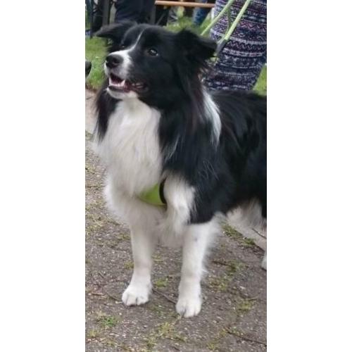 Verwacht Border Collie pups