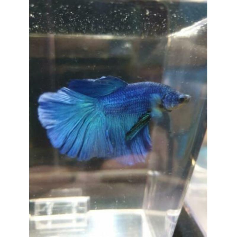 betta's uit import (giant en HM)