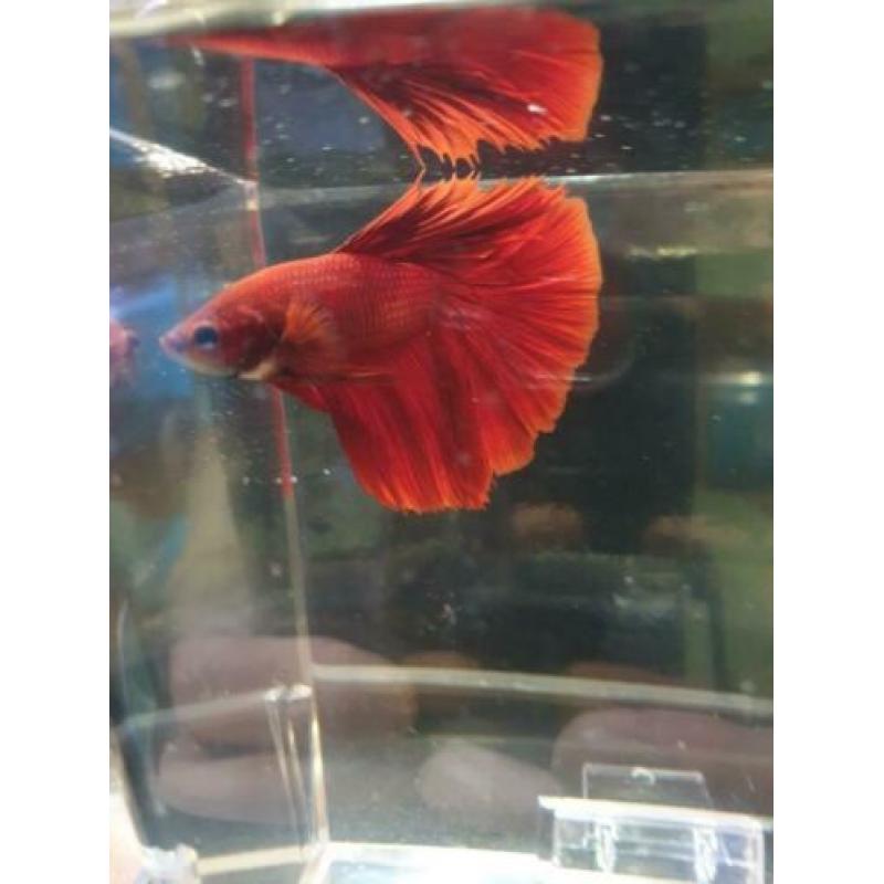 betta's uit import (giant en HM)