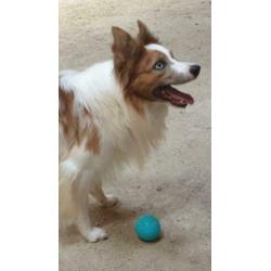 Verwacht Border Collie pups