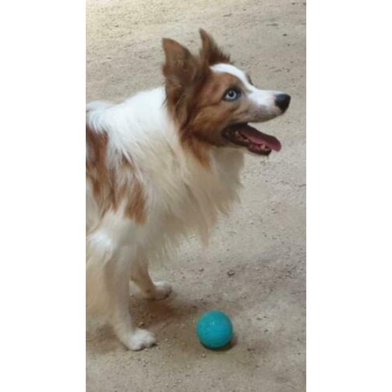 Verwacht Border Collie pups