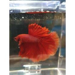 betta's uit import (giant en HM)