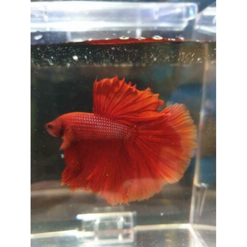 betta's uit import (giant en HM)