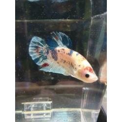 betta's uit import (giant en HM)