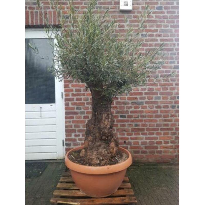 Dikke knoestige olijfboom in schotel