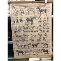 Schoolkaart paarden wandkaart industriële vintage look