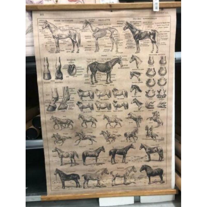 Schoolkaart paarden wandkaart industriële vintage look