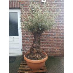 Dikke knoestige olijfboom in schotel