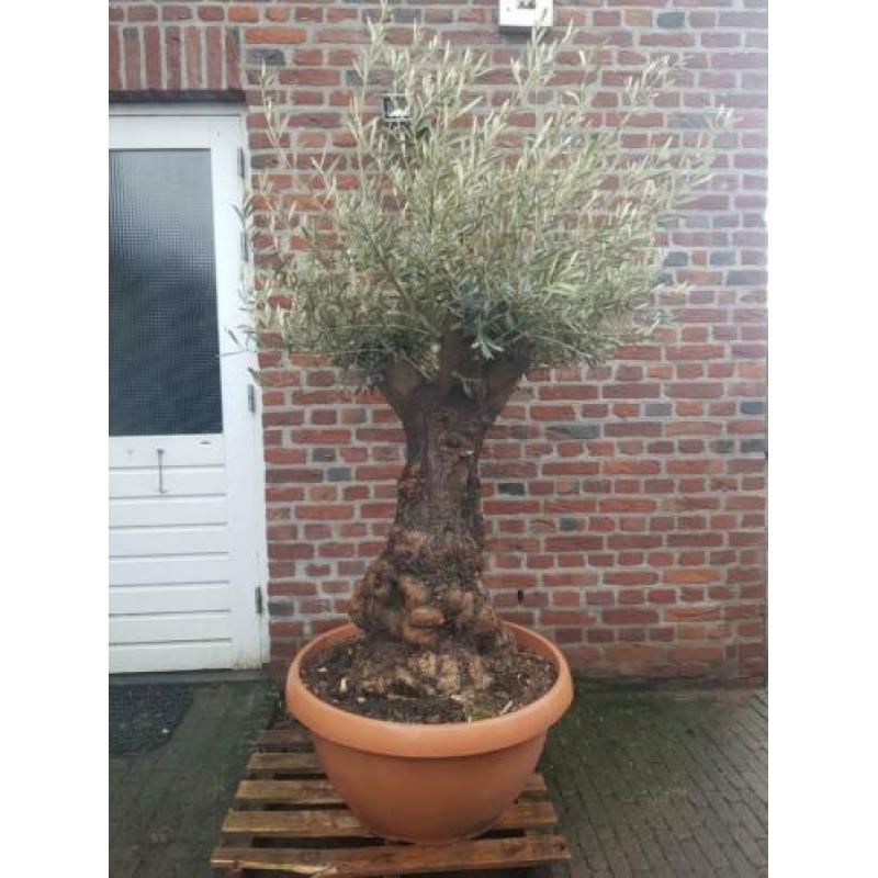 Dikke knoestige olijfboom in schotel