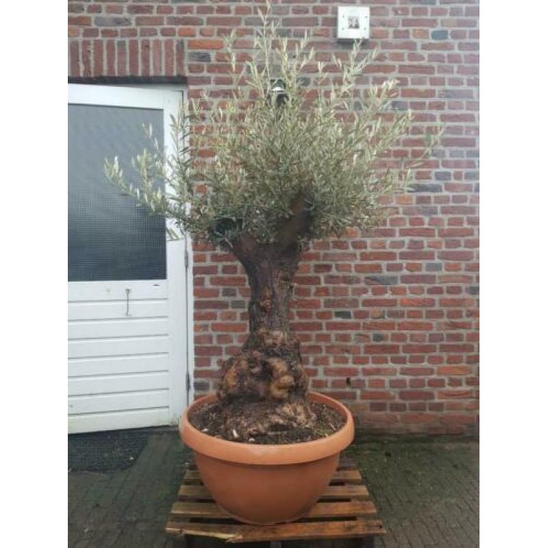 Dikke knoestige olijfboom in schotel