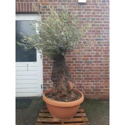 Dikke knoestige olijfboom in schotel