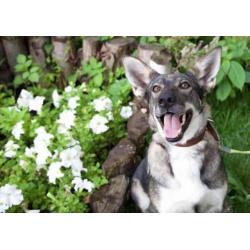 MyM Sofia. Lief, trouw uitdagend wolvenmeisje!