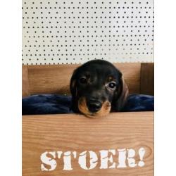 Lieve teckel pups zoeken een baasje