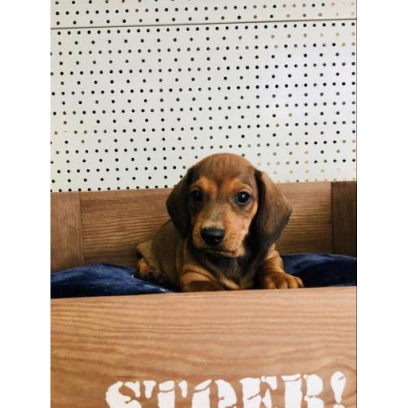 Lieve teckel pups zoeken een baasje