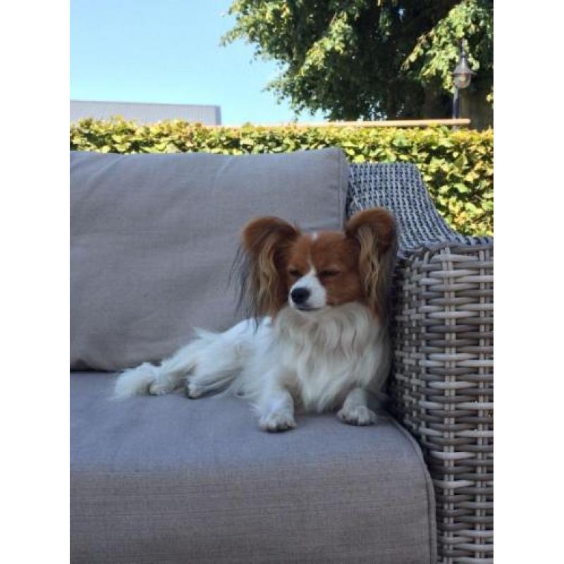 papillon vlinderhond pups met stamboom en gekeurde ouders