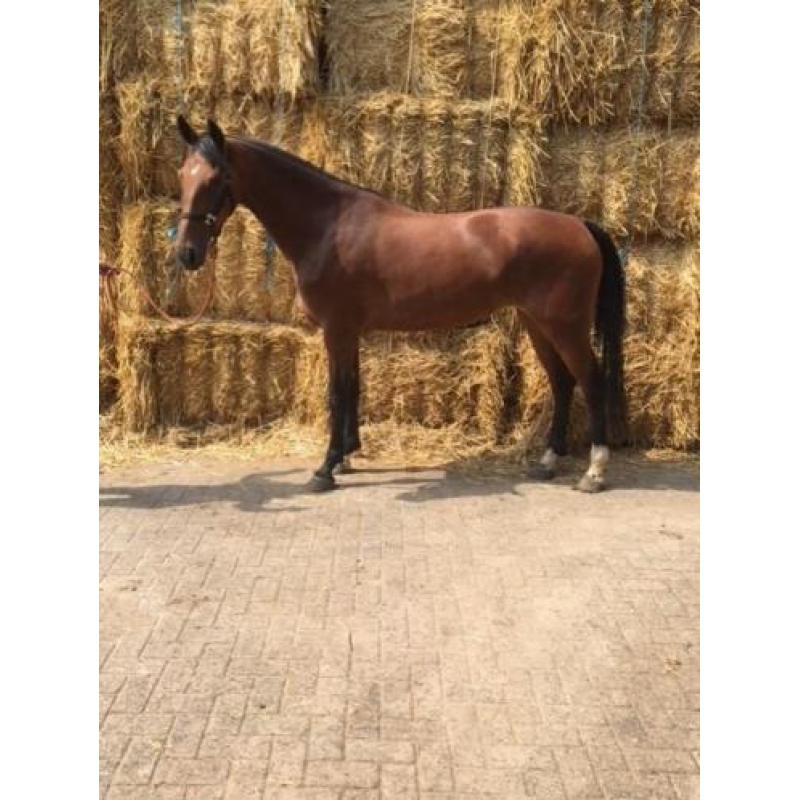 heel fijn aparte 3,5 jarige bruine merrie