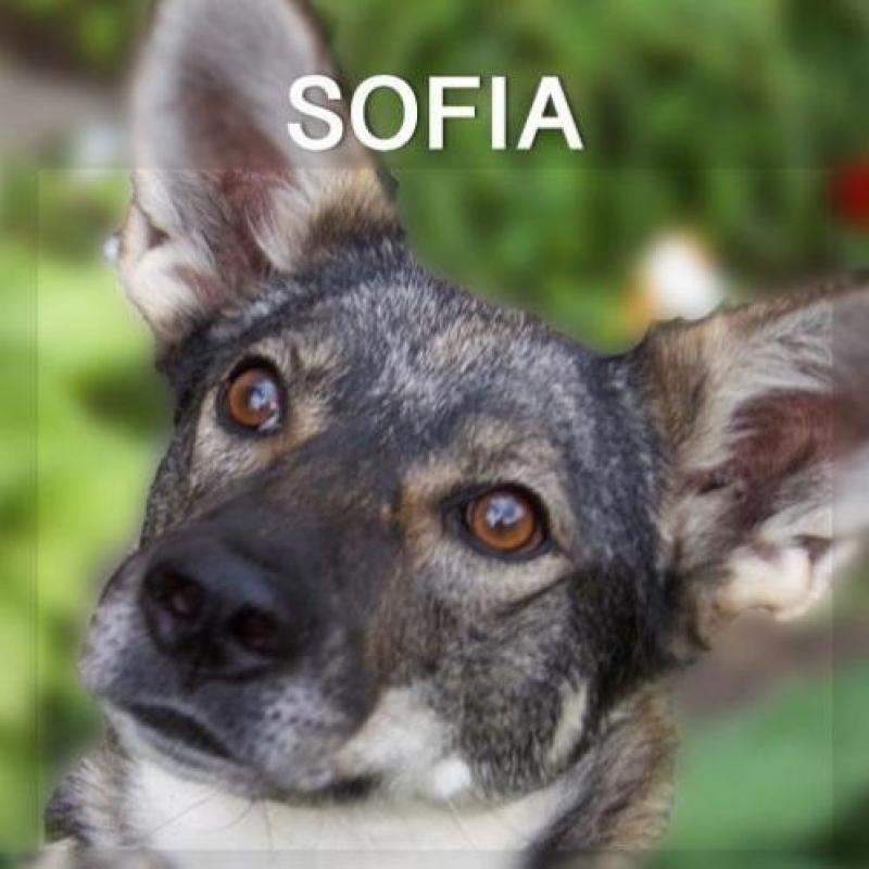 MyM Sofia. Lief, trouw uitdagend wolvenmeisje!