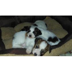 papillon vlinderhond pups met stamboom en gekeurde ouders