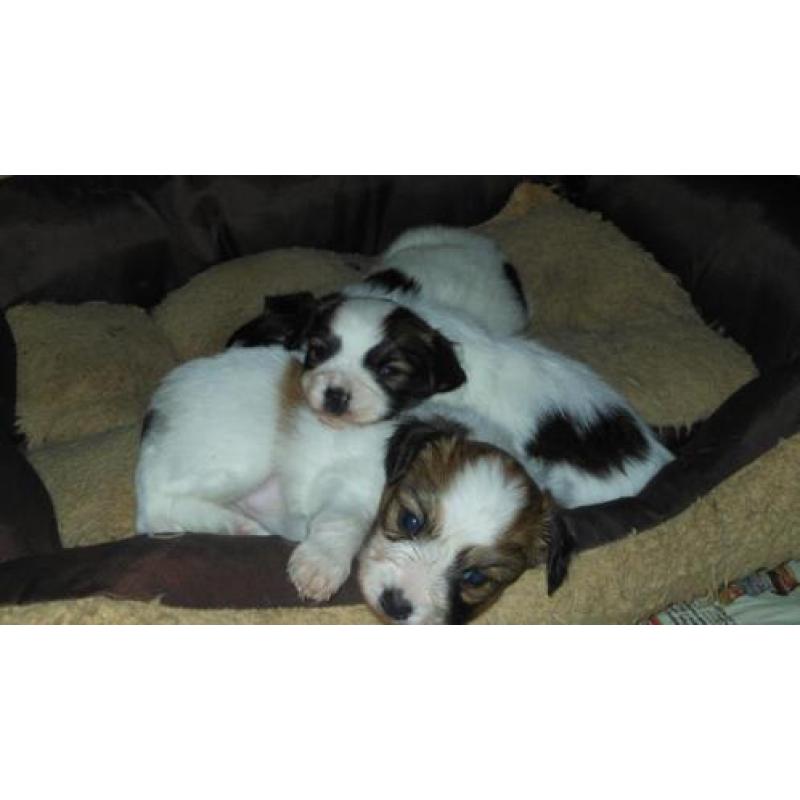 papillon vlinderhond pups met stamboom en gekeurde ouders
