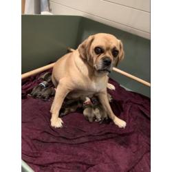 Puggle pups