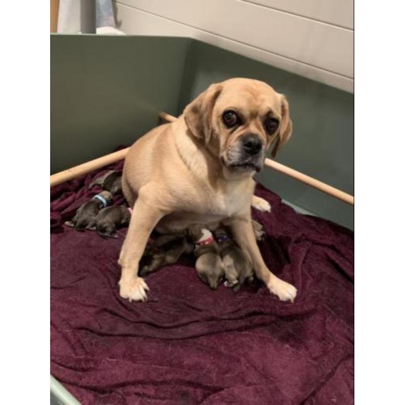 Puggle pups