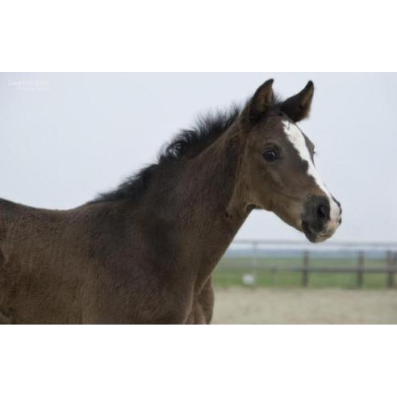 Natalia (Negro x Krack C)