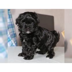 Mooie Russian Tsvetnaya Bolonka Pups