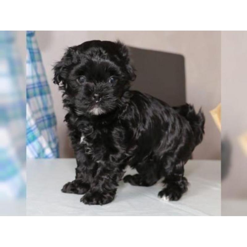 Mooie Russian Tsvetnaya Bolonka Pups