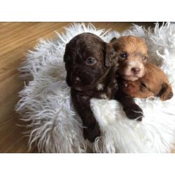 Unieke choco mini doodle / poo-chi pups. Poedel x chihuahua