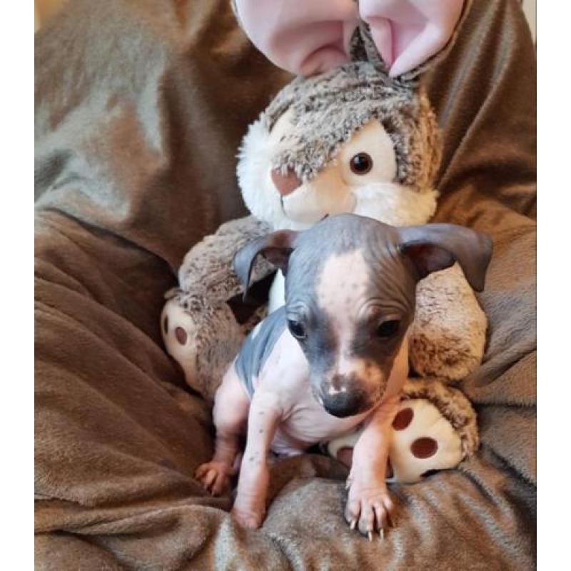 American hairless terriër