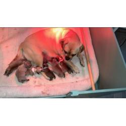 Puggle pups