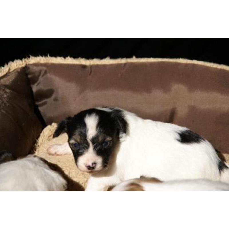 papillon vlinderhond pups met stamboom en gekeurde ouders