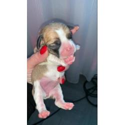 Puggle pups
