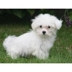 Leuke maltezer pups beschikbaar
