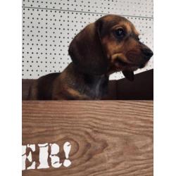 Lieve teckel pups zoeken een baasje