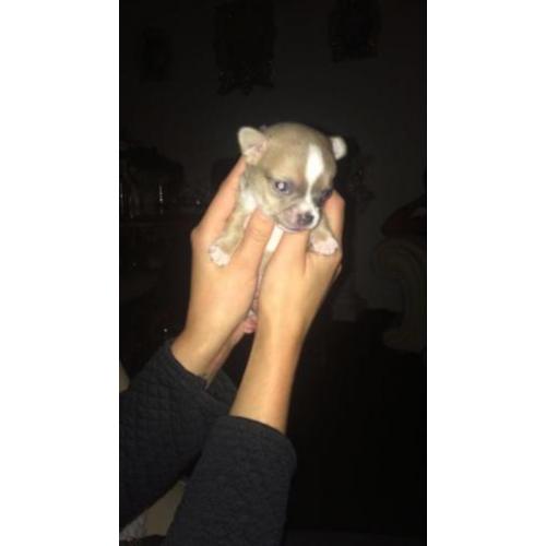 Chihuahua dekreu!! (Niet te koop)