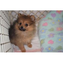dwergkees pomeranian pomeriaan